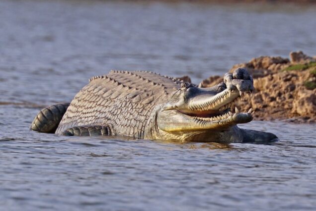 Chambal Day Tour – Into the Wild Beauty of Nature